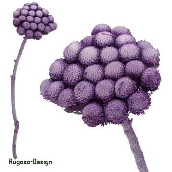 Albiflora, brombeer/raureif